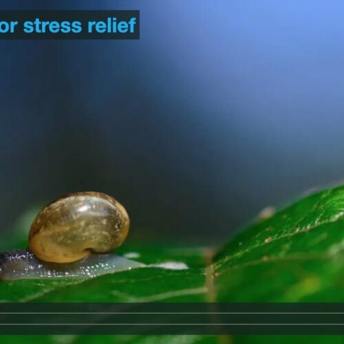 Yoga nidra for stress relief